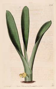 Illustratie van Heterotaxis sessilis (als syn. Heterotaxis crassifolia)